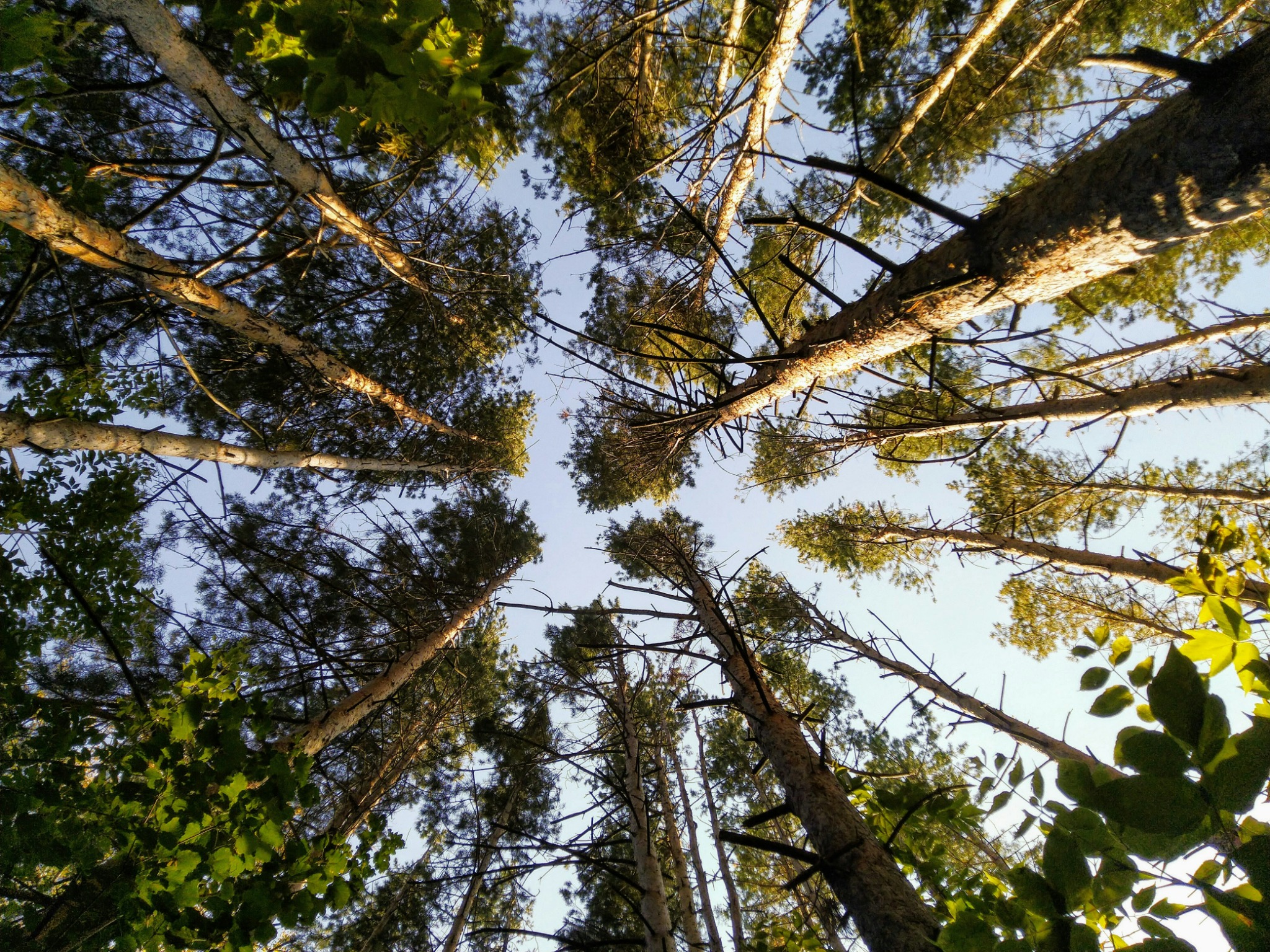 View looking upward through a stand of mature trees